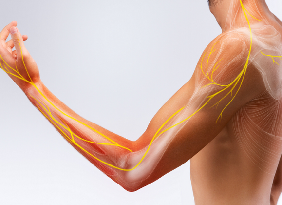 arm nerves low muscle